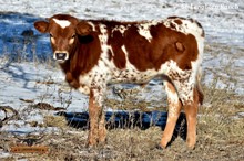 APRIL BULL CALF 2021